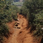 A path in Ugari.