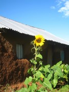 Sonnenblume vor Simon's Hütte